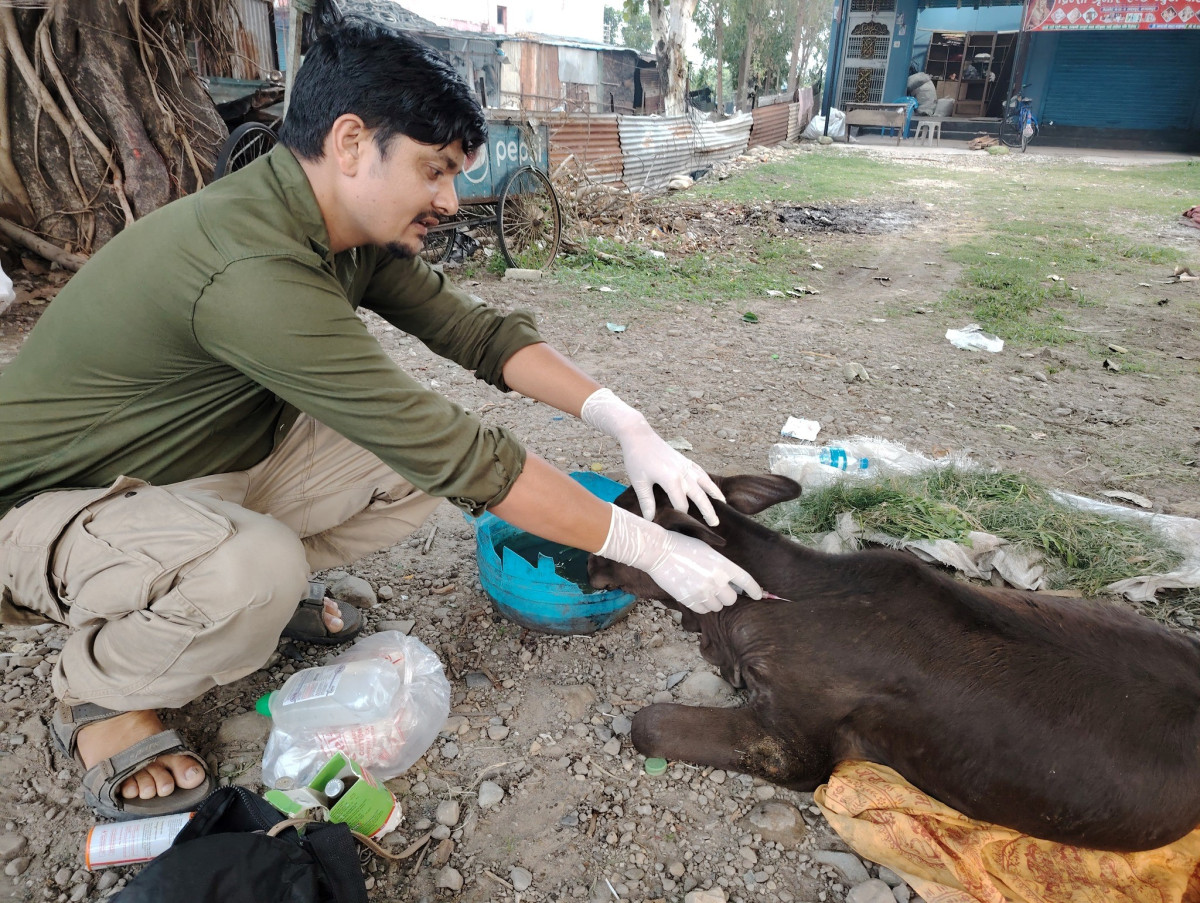 घाइते छाडा चौपायाको उद्धारमा विष्णु