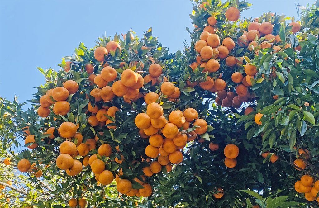 चितवनको इच्छाकामनामा ११ पुसदेखि सुन्तला महोत्सव